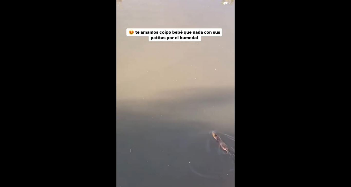 😍 Te amamos coipito bebé que nada con sus patitas por el humedal